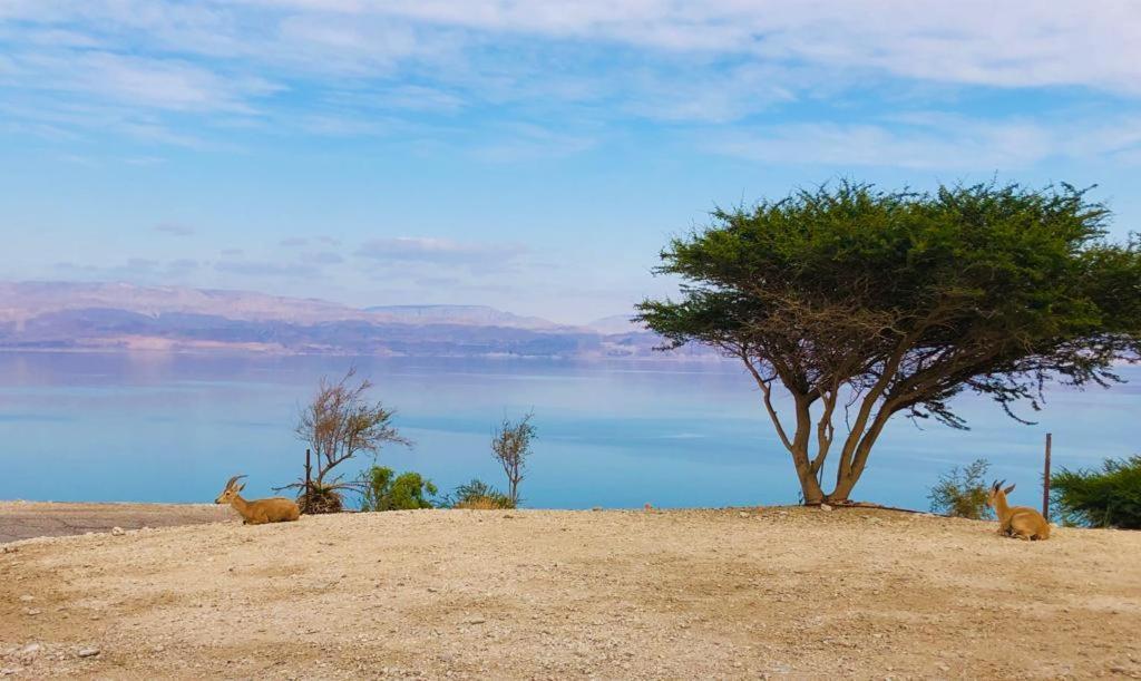 Ein Gedi Caravan By Dory Caravan Εξωτερικό φωτογραφία